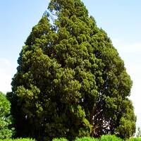 سرو ابرکوه
